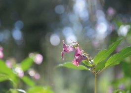 M A R T I N   H I R T H